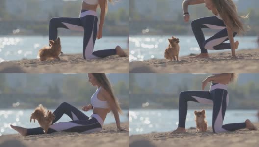 快乐的年轻女子训练小吉娃娃狗在沙滩上跳跃和转弯的户外休闲活动高清在线视频素材下载