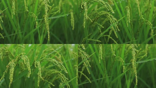 雨滴落在水稻植株上，日本乡村风光高清在线视频素材下载