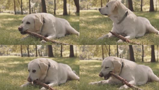 狗在草坪上咬木棍高清在线视频素材下载