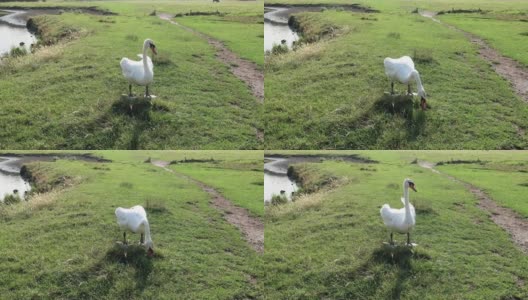 天鹅在水草地上吃草或吃草。萨福克萨德伯里斯图尔河附近高清在线视频素材下载