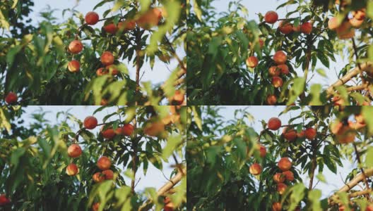 桃子在郁郁葱葱的桃树上。天然、有机、美味的水果。油桃是桃子的一种。五颜六色的水果在树上准备在夏天收获高清在线视频素材下载