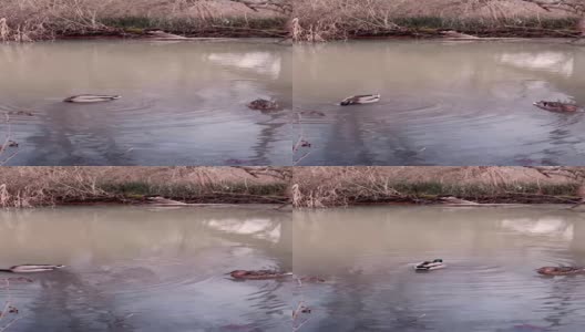鸭子在清凉的湖水中游泳高清在线视频素材下载