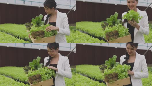 新鲜的沙拉蔬菜由亚洲妇女农民在温室的水培种植系统农场收获并出售。新鲜蔬菜和健康食品的概念。高清在线视频素材下载