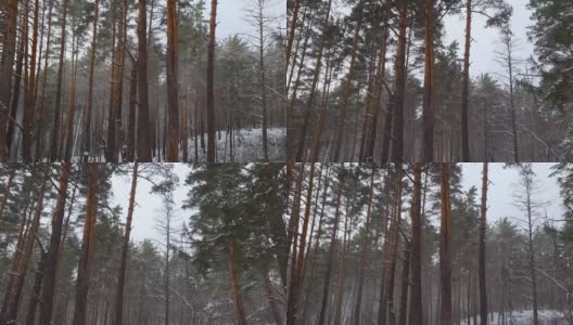 在一场小雪中，松树林的一部分高清在线视频素材下载