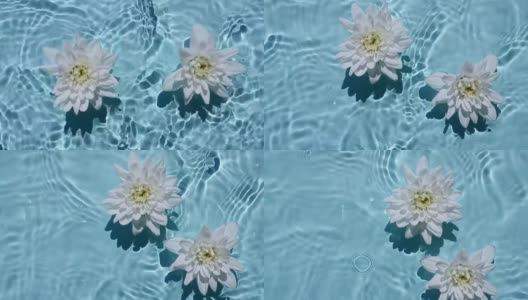 白色的菊花在水面和波浪在蓝色背景。阳光和阴影。纯蓝色的水与反射阳光和阴影慢动作。情人节高清在线视频素材下载