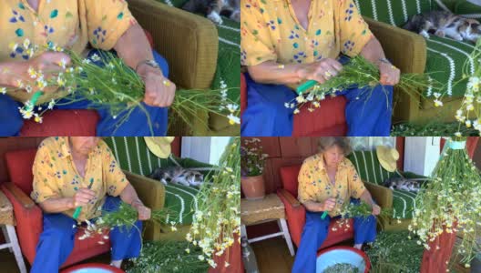 放大出老中医妇女在乡下采集小药草甘菊。4K超高清视频剪辑。高清在线视频素材下载