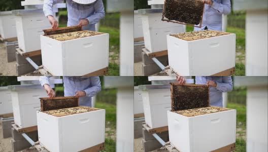 养蜂人从蜂箱中取出架子高清在线视频素材下载
