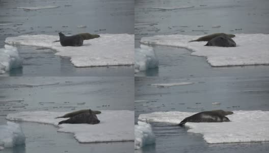 威德尔海豹躺在冰上高清在线视频素材下载