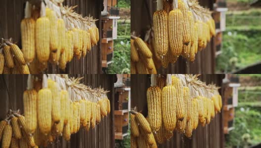 一捆捆的干玉米高清在线视频素材下载
