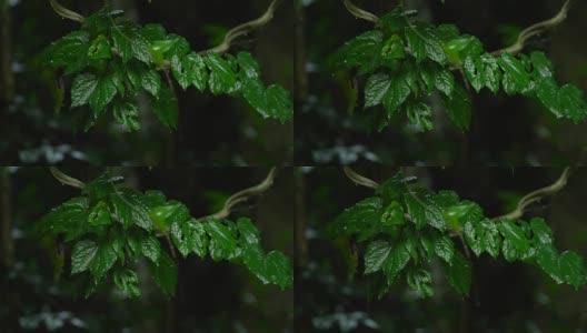 雨滴落在绿叶上高清在线视频素材下载