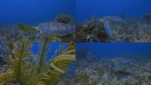 玛雅珊瑚礁潜水和绿海龟游泳在加勒比海附近的阿库马尔湾-里维埃拉玛雅/科苏梅尔，金塔纳罗奥，墨西哥高清在线视频素材下载