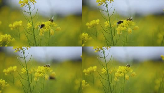 蜜蜂从芥菜花蜜中采集花蜜的慢动作。高清在线视频素材下载