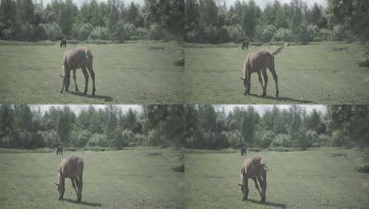 畜栏里的牛。马在畜栏里吃草。马在草场上吃草高清在线视频素材下载