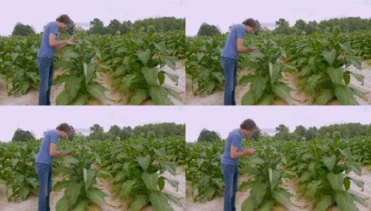 农民仔细观察他的经济作物烟草植株高清在线视频素材下载