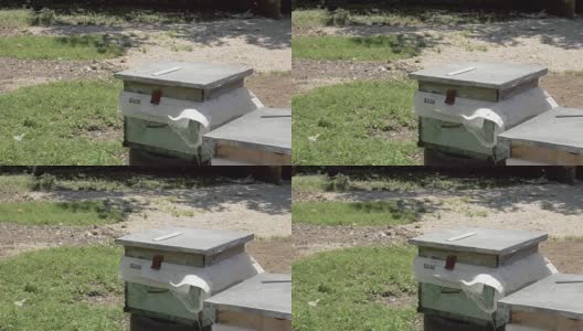 乔治亚州养蜂场里的蜂箱高清在线视频素材下载