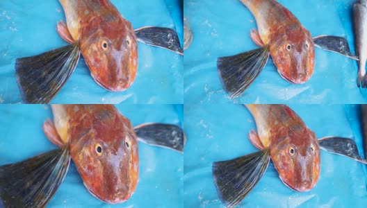 在鱼类市场出售的裸露鱼类高清在线视频素材下载