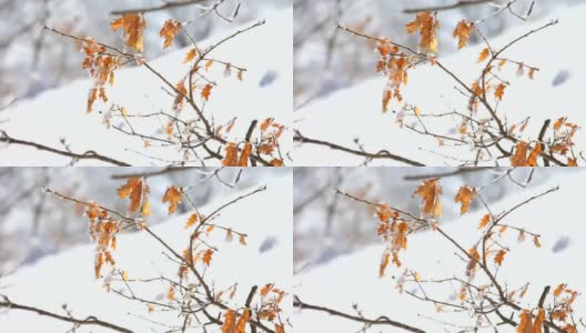 暴风雪中被雪覆盖的树枝高清在线视频素材下载