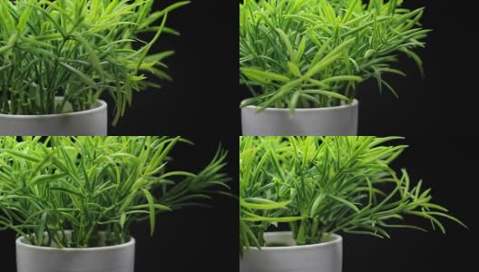 绿色植物草在一个白色的花盆旋转高清在线视频素材下载