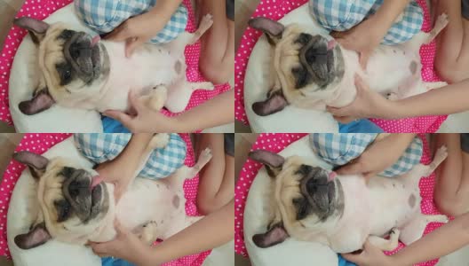 女主人给一只躺在床上睡觉的可爱的小狗哈巴狗做腹部按摩高清在线视频素材下载