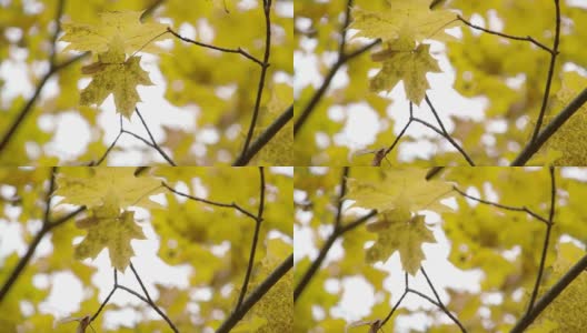 金灿灿的枫树上的枫叶高清在线视频素材下载