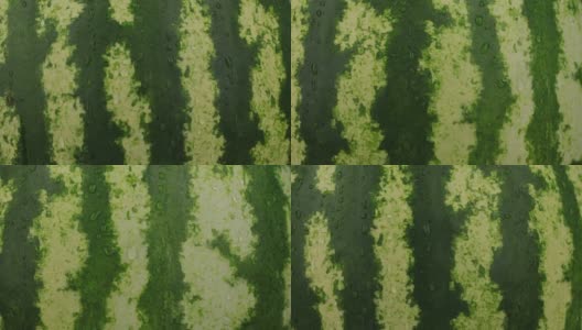 特写镜头。自然成熟的西瓜在露珠中轮作。纹理高清在线视频素材下载
