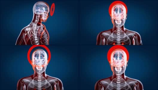 人体和大脑x光，人体解剖学，3D动画高清在线视频素材下载