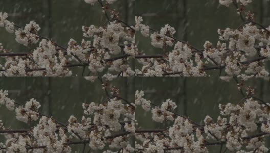 果树的春芽和花朵高清在线视频素材下载