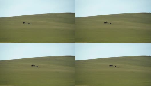 无树亚洲大草原上的骑士和摩托车高清在线视频素材下载