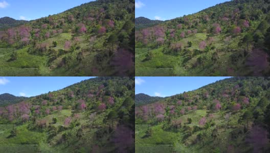 从空中拍摄越南岘港市的琅边山，樱花盛开高清在线视频素材下载