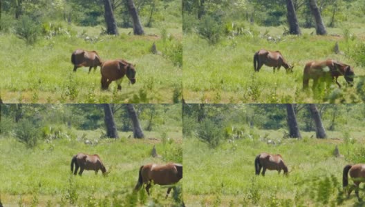 在草地上吃草的马高清在线视频素材下载