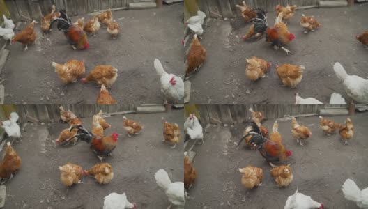 一只公鸡和一只母鸡在后院里挖土。家鸡和公鸡在夏天的院子里走来走去高清在线视频素材下载