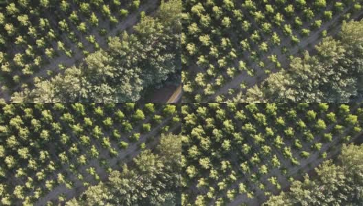 无人机拍摄的意大利北部农田和树木高清在线视频素材下载