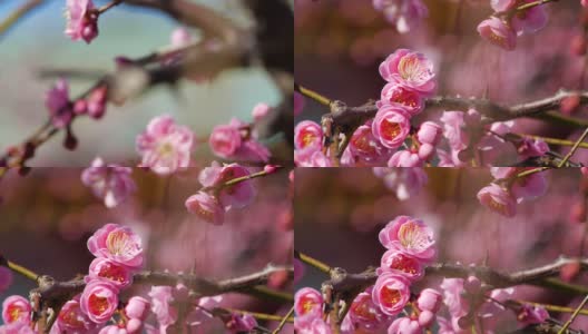 粉色的梅花绽放。粉色的梅花。高清在线视频素材下载