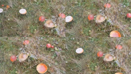 俯视图巨大的蘑菇在草地上秋天的雨天，覆盖着第一场雪。喀尔巴阡森林的蘑菇收获高清在线视频素材下载