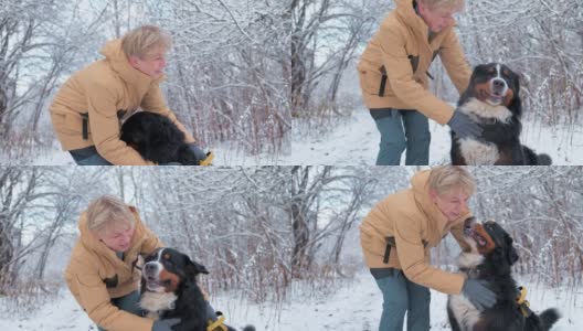 狗的训练。一位妇女正在雪原森林里训练她的伯尔尼山狗。他们朝镜头走去，然后狗坐了下来，主人爱抚着它，拥抱着它——慢镜头。高清在线视频素材下载