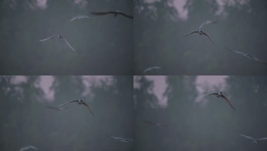 河燕鸥狩猎高清在线视频素材下载