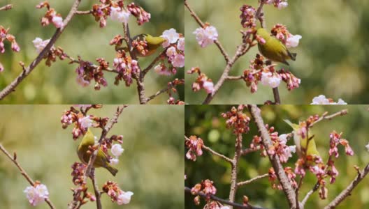 在日本上野公园，鸟儿在吃樱花。(手持相机)高清在线视频素材下载