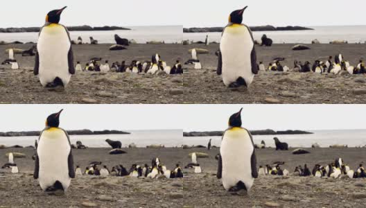 南乔治亚的帝企鹅高清在线视频素材下载