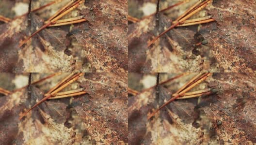一棵倒下的老树干上的红森林蚂蚁。蚂蚁在蚁丘里移动高清在线视频素材下载