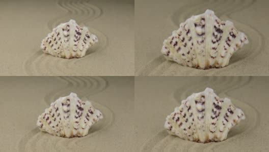 放大。美丽的贝壳蜿蜒躺在沙滩上高清在线视频素材下载