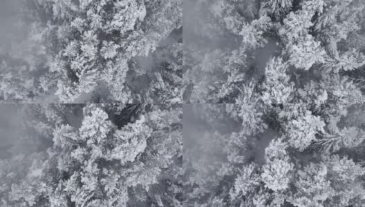 冬季的空中翱翔在白雪覆盖的松树林地上。在山上滑雪度假。高清在线视频素材下载