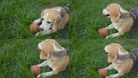 小猎犬在草地上玩接球。可爱的小狗在户外花园的乐趣。狗和宠物。高清在线视频素材下载