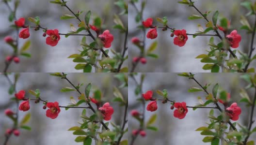 日本红榅桲树的花高清在线视频素材下载
