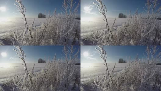 阳光透过白雪皑皑的田野上覆满白霜的草梗，时光流逝高清在线视频素材下载