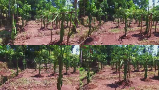 印度尼西亚爪哇的咖啡种植园高清在线视频素材下载