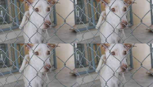 孤单的小狗狗在笼子里高清在线视频素材下载