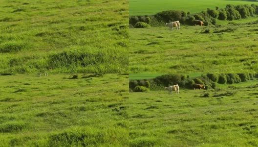 法国诺曼底，阳光明媚的一天，牛群在绿色的草地上吃草。养牛，工业农业理念。夏季田园景观，牧场供家畜饲养高清在线视频素材下载