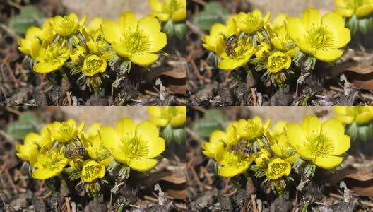 蜜蜂在冬附子(Eranthis hyemalis)花上。高清在线视频素材下载