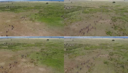 鸟瞰奔跑的角马群迁徙通过坦桑尼亚，非洲的大草原。高清在线视频素材下载