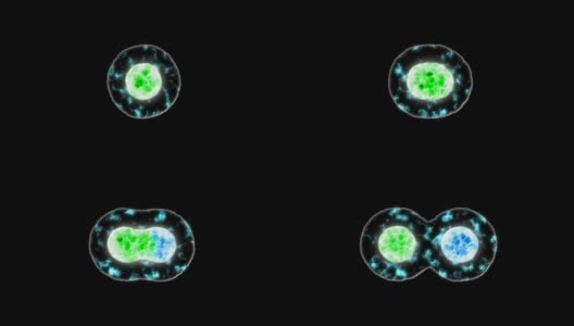 细胞分为突变和动画进化两个概念高清在线视频素材下载